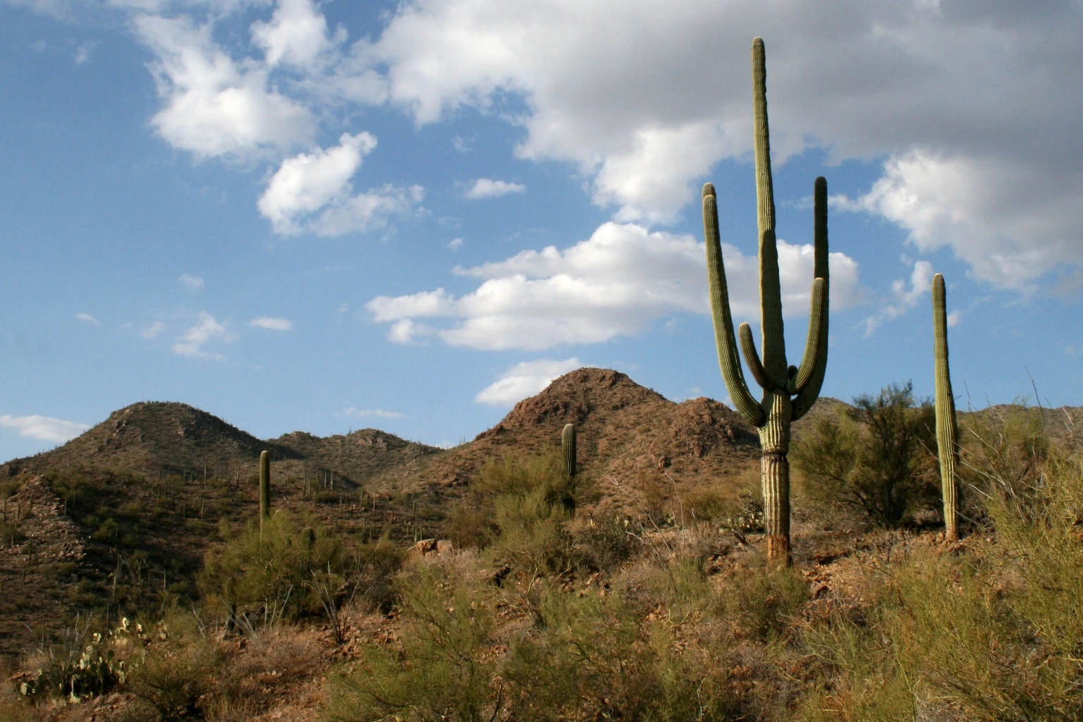 Sonoran Desert near Tucson, Arizona with saguaro cacti and low desert hills