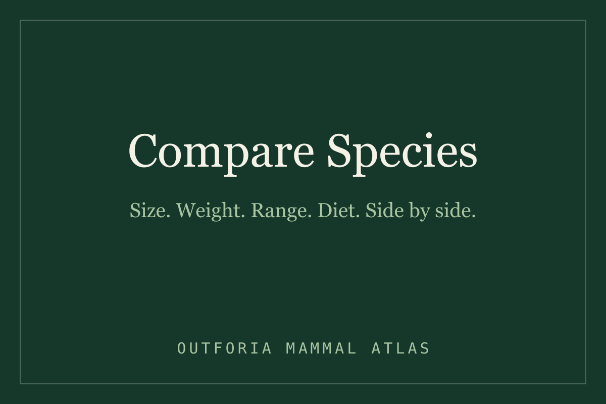 Two mammal silhouettes shown side by side at true relative scale.