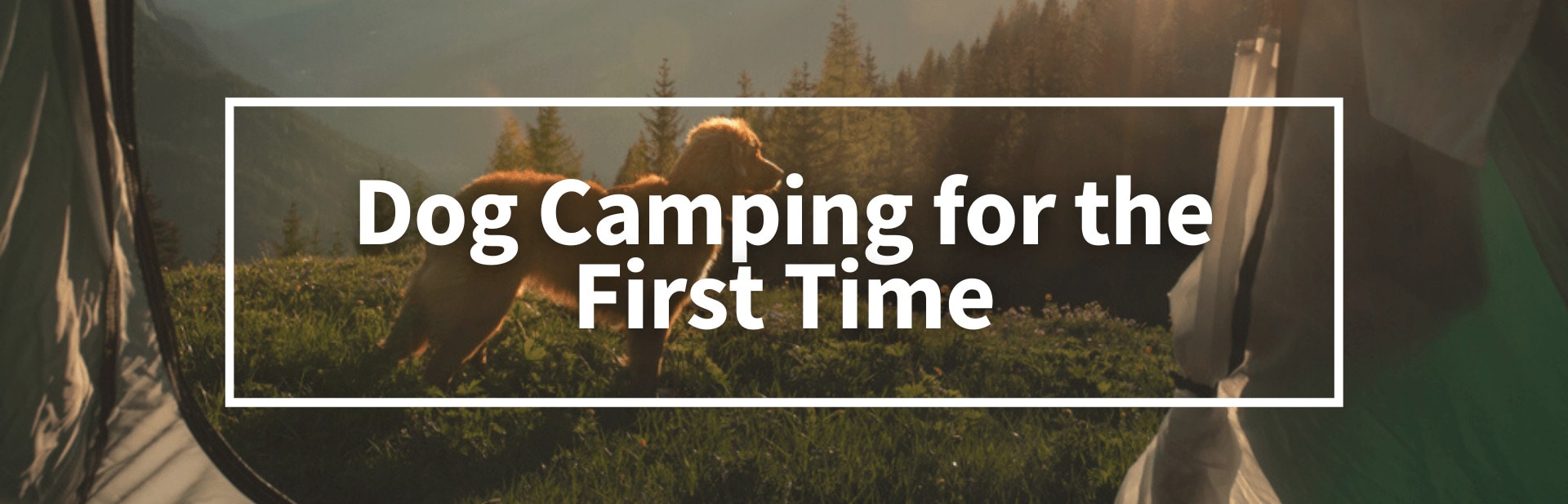 11 Tips For Taking A Dog Camping For The First Time