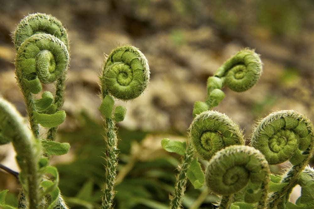 Close up picture of fiddleheads growing in the appalachian trail