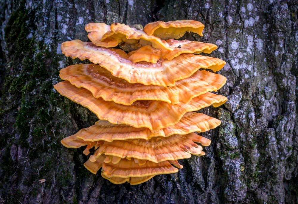 Close up picture of chicken of the woods in the appalachian trail