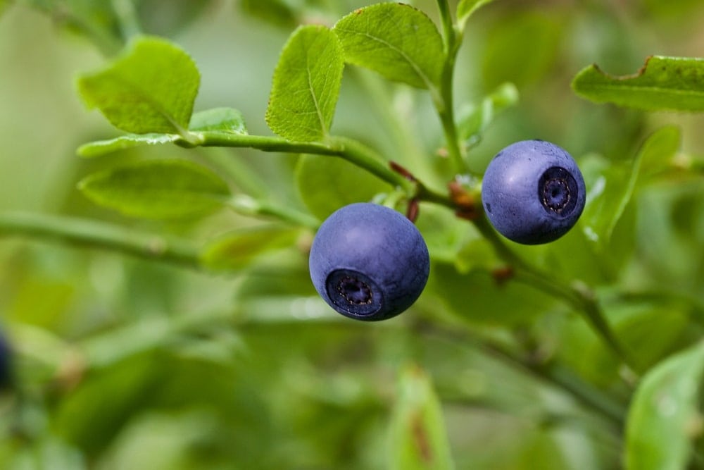 Close up picture of huckleberries in the appalachian trail