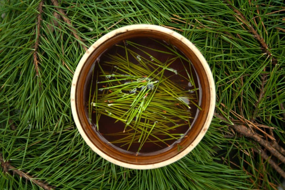 Pine needles soaked in water inside a mug