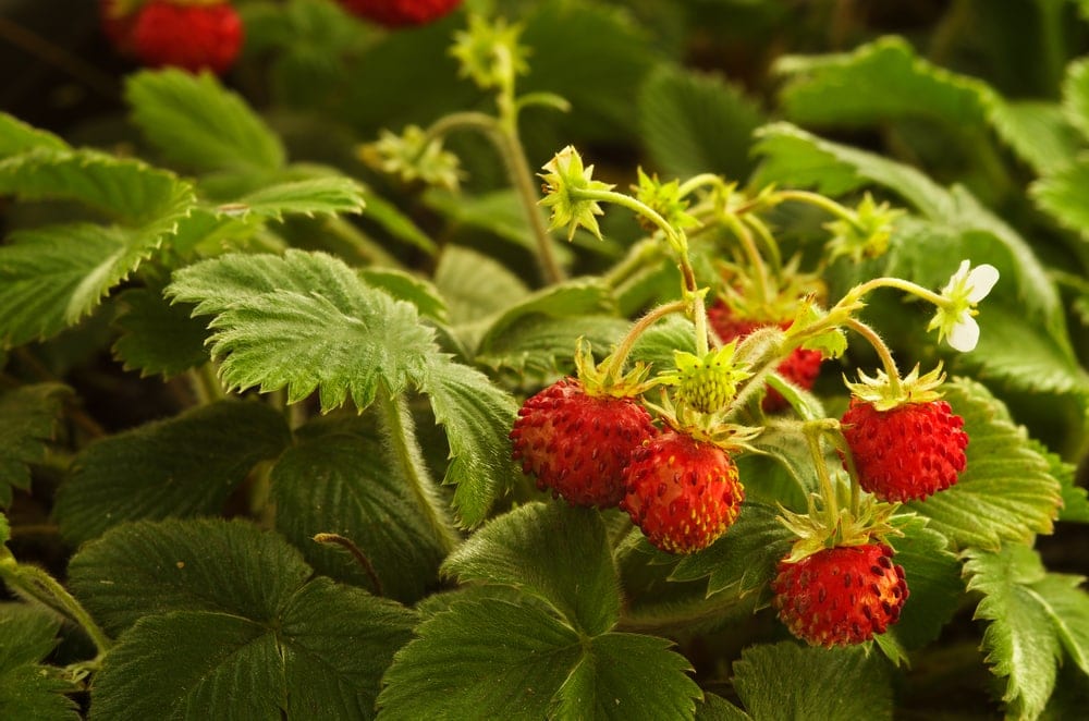 Close up picture of wild strawberries in the appalachian trail