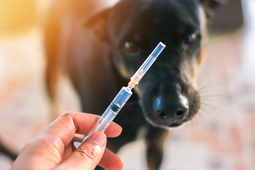 A dog looking to a syringe before camping