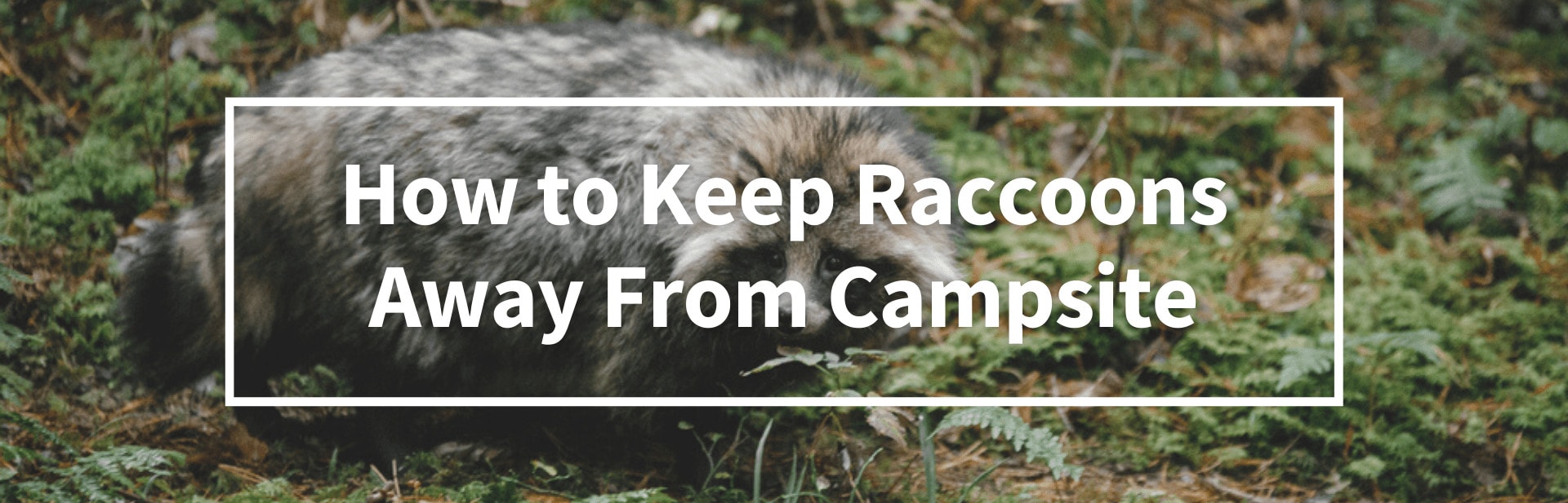 How to Keep Raccoons Away from Campsite: 8 Tips For Critter-Free Camping