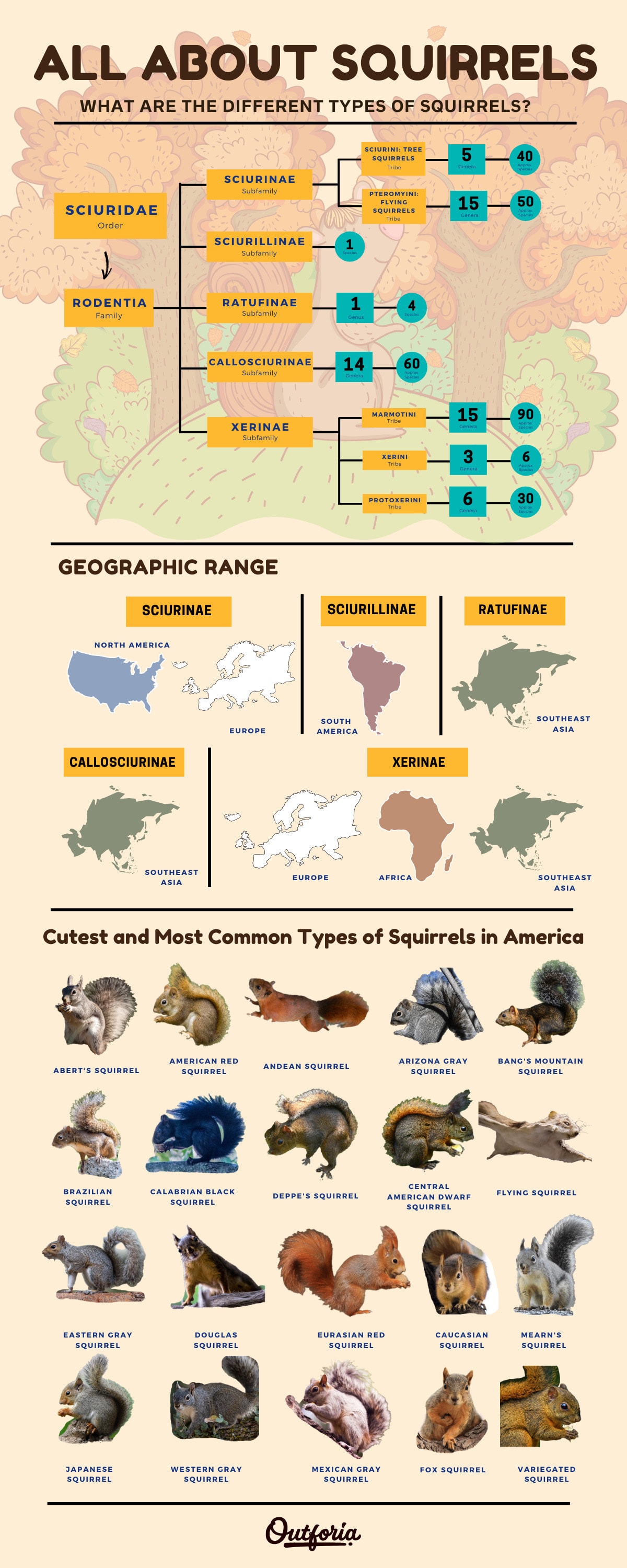 Types of squirrels infographic
