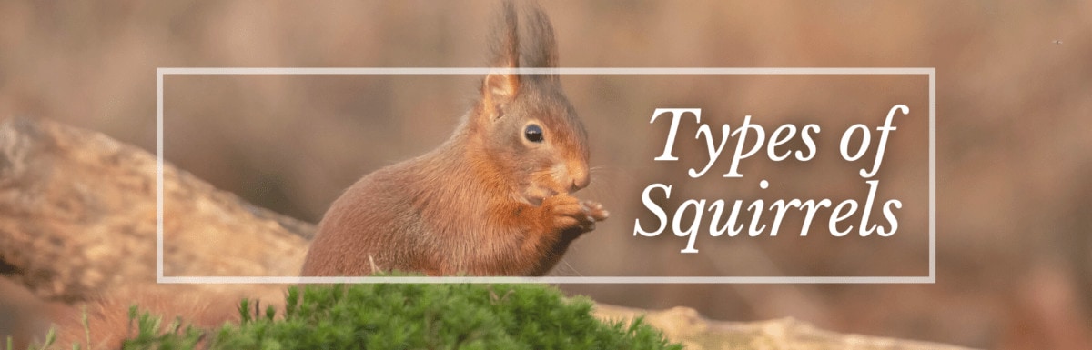Types of squirrel featured photo