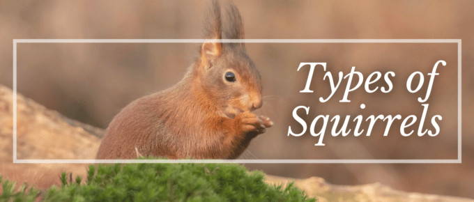 Types of squirrel featured photo