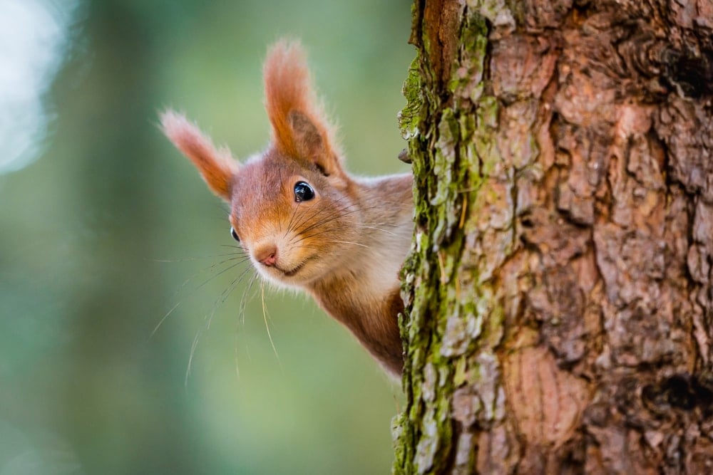 Squirrel behind a tree