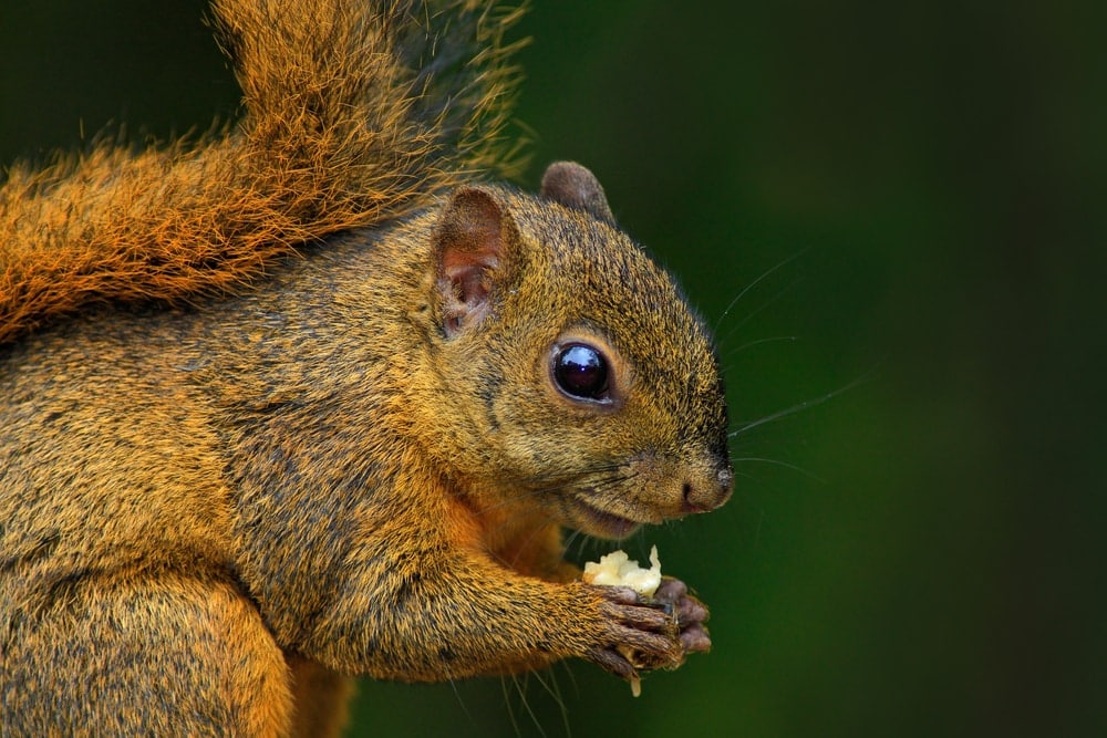 closeup photo of a variegated squirrel eating