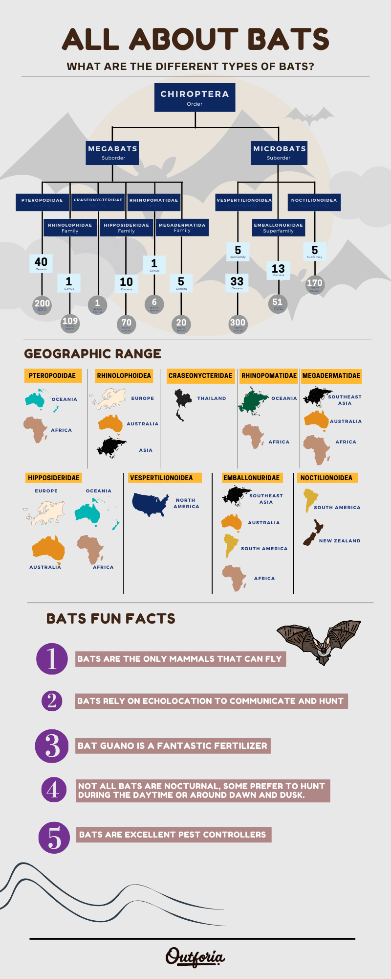 infographic about types of bats