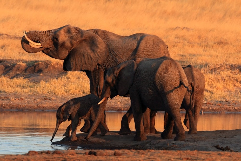 Three African Bush Elephant drinking water