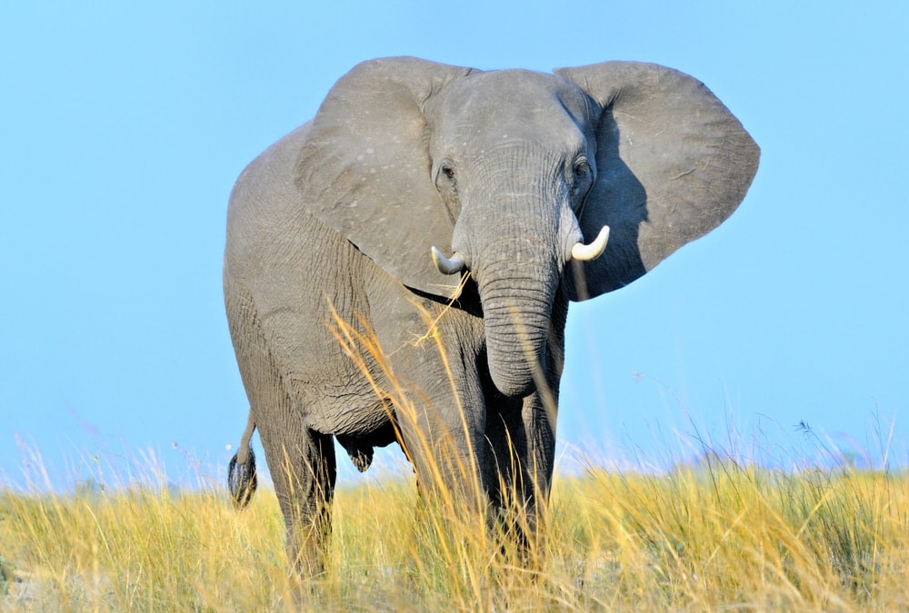 African Bush Elephant standing on grass