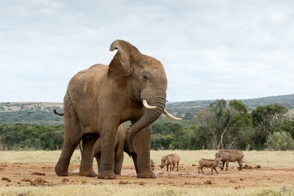 African Bush Elephant in the wild