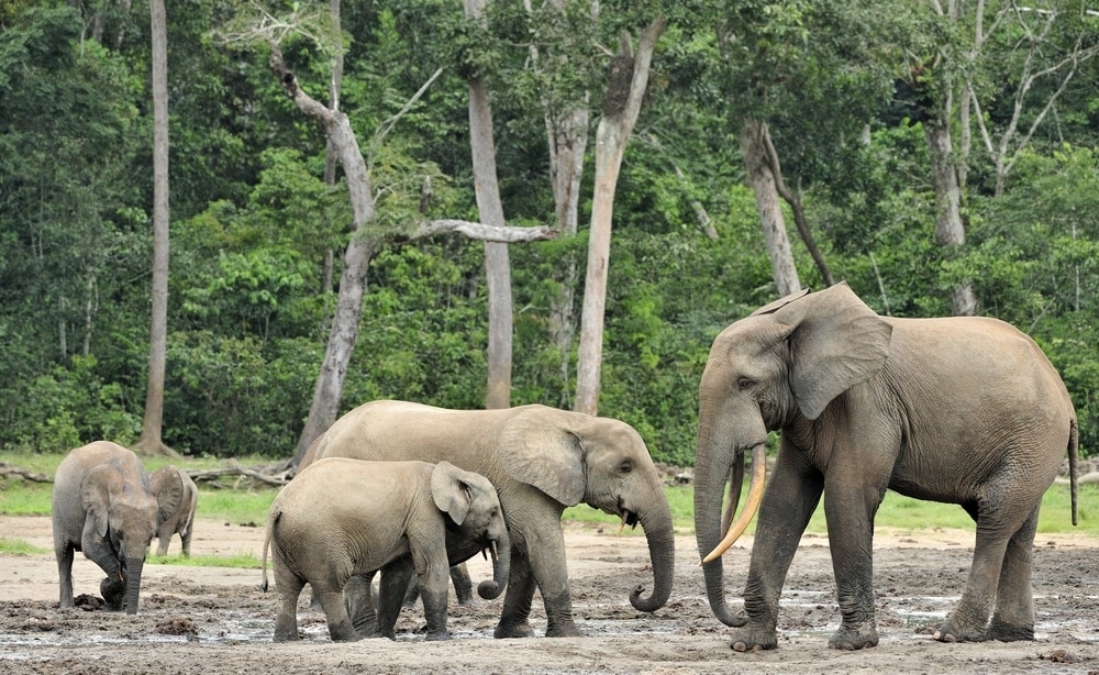 Three African Forest Elephant