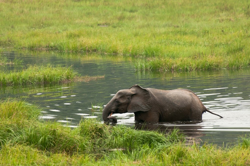 African Forest Elephant walking in water