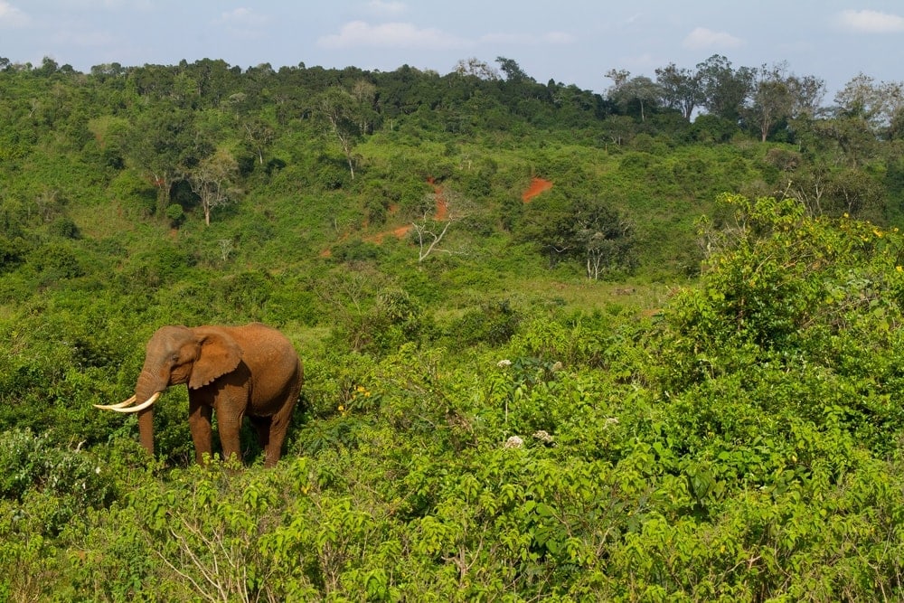African Forest Elephant in a huge field