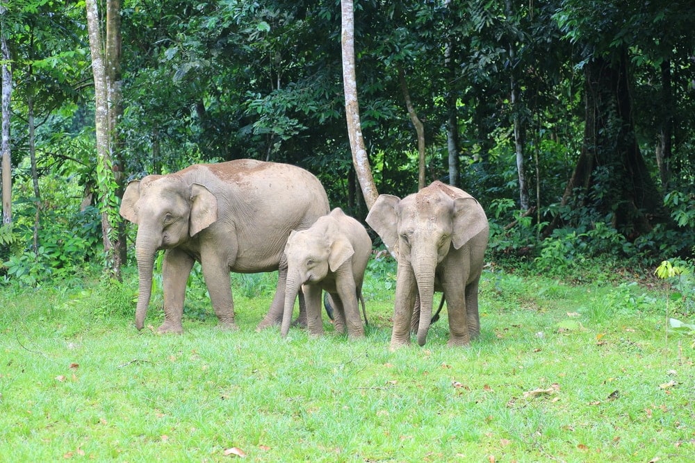 Three Borneo Elephant walking in the forest