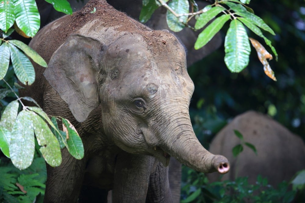 Borneo Elephant under the leaves