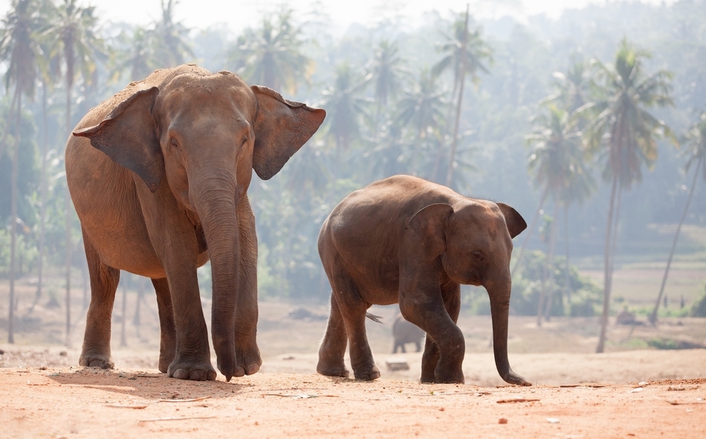 Two Indian Elephant walking