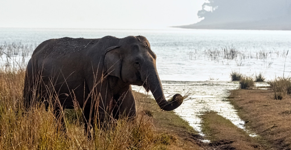 Indian Elephant beside water
