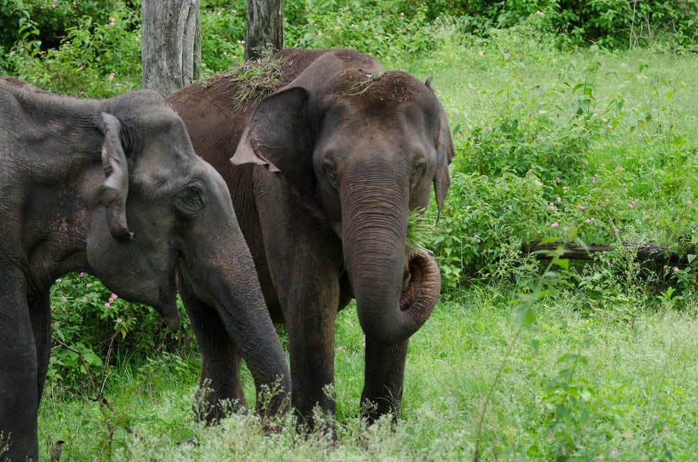 Two Indian Elephant