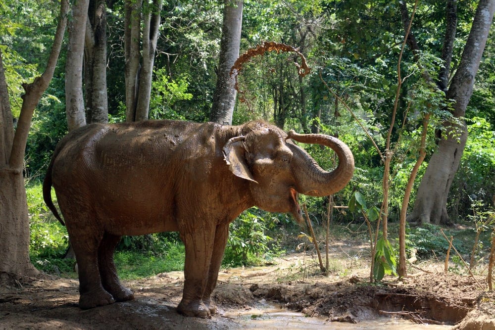Happy Indian Elephant