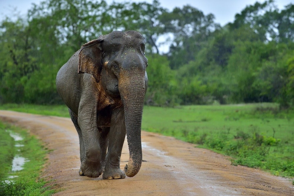 Sri Lankan Elephant alone walking
