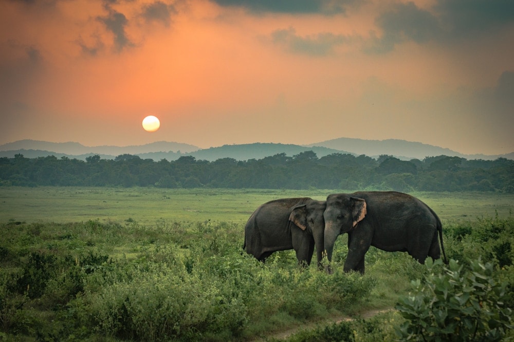 Sri Lankan Elephant in sunset