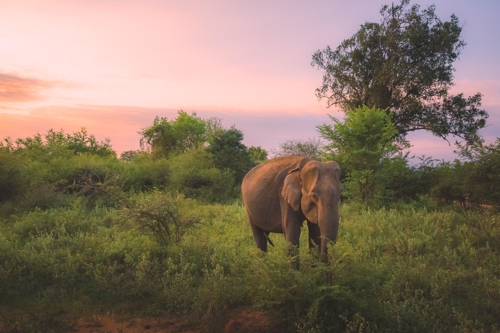 Sri Lankan Elephant in a field