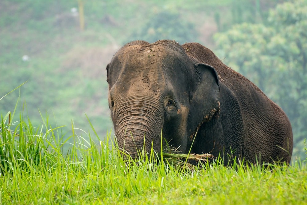 Sumatran Elephant hiding behind grasses