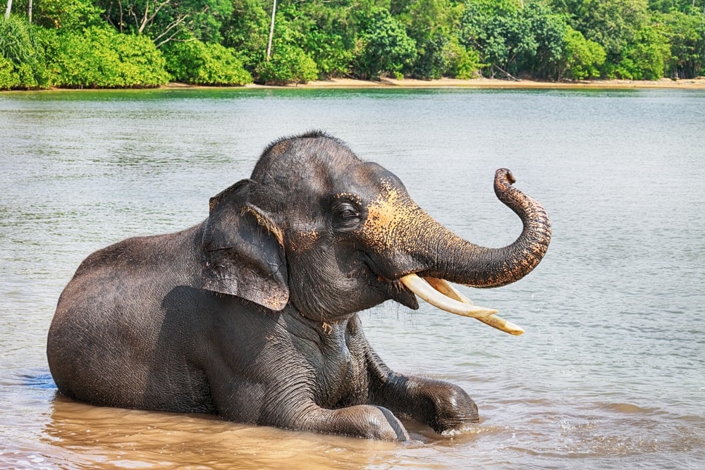 Sumatran Elephant sitting on water