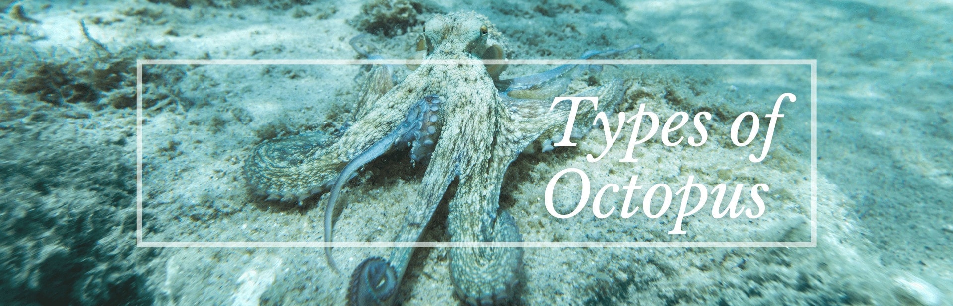 22 Incredible Types of Octopus (Names, Photos & Interesting Facts)
