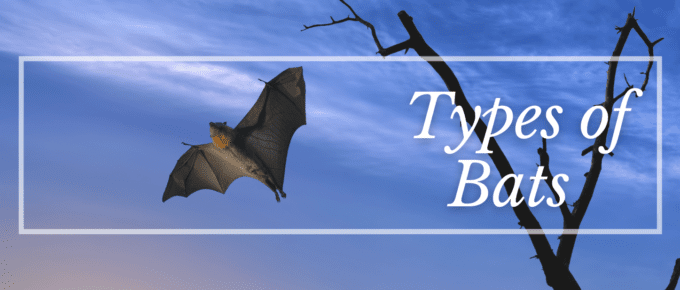 Types of bats featured photo
