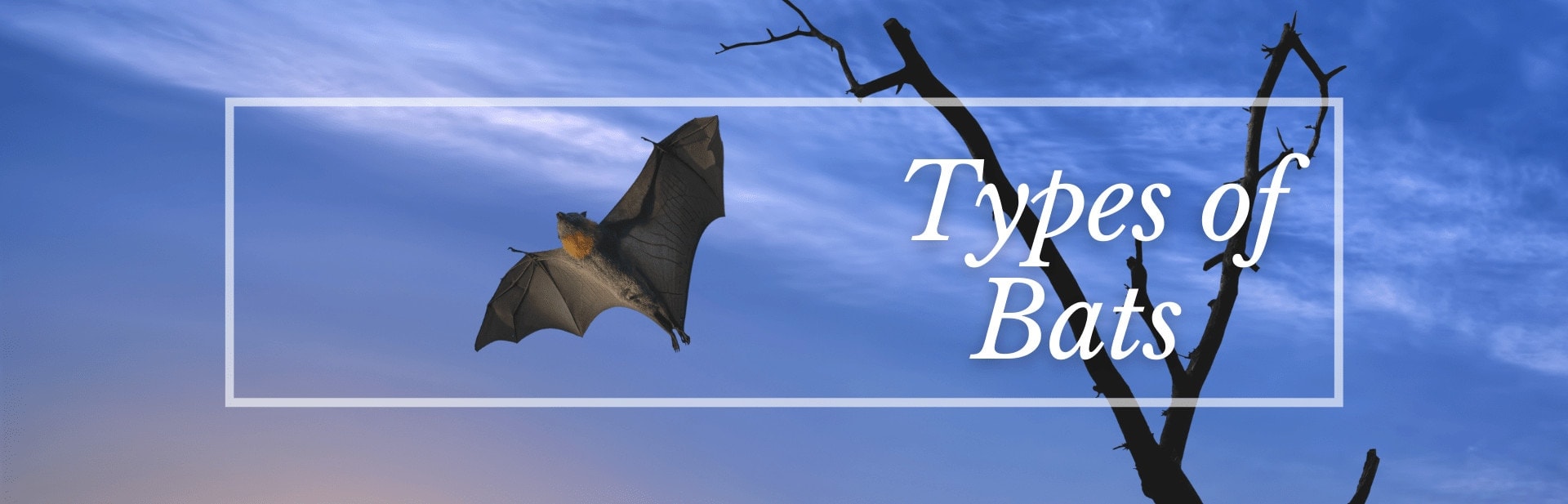 28 Types of Bats: The Cutest Bat Species (Names, Photos, and More)