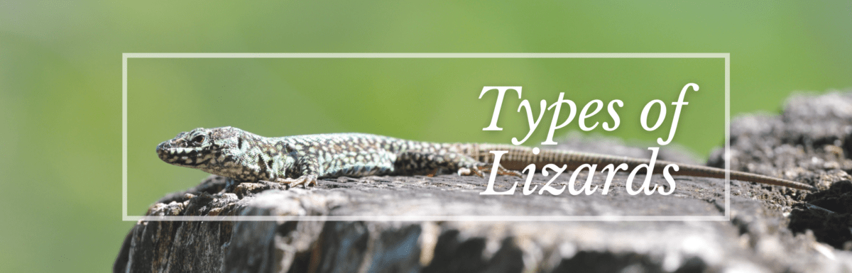 TYpes of Lizards Featured Image