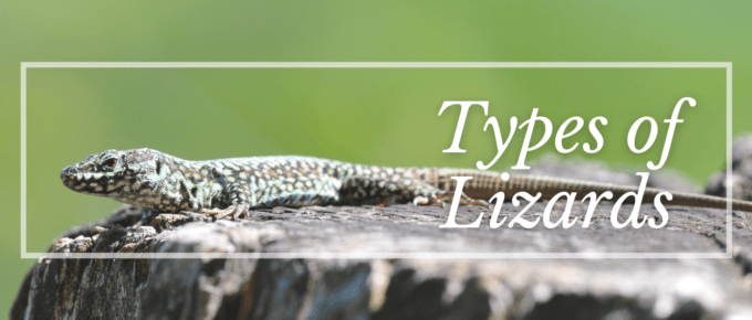 TYpes of Lizards Featured Image