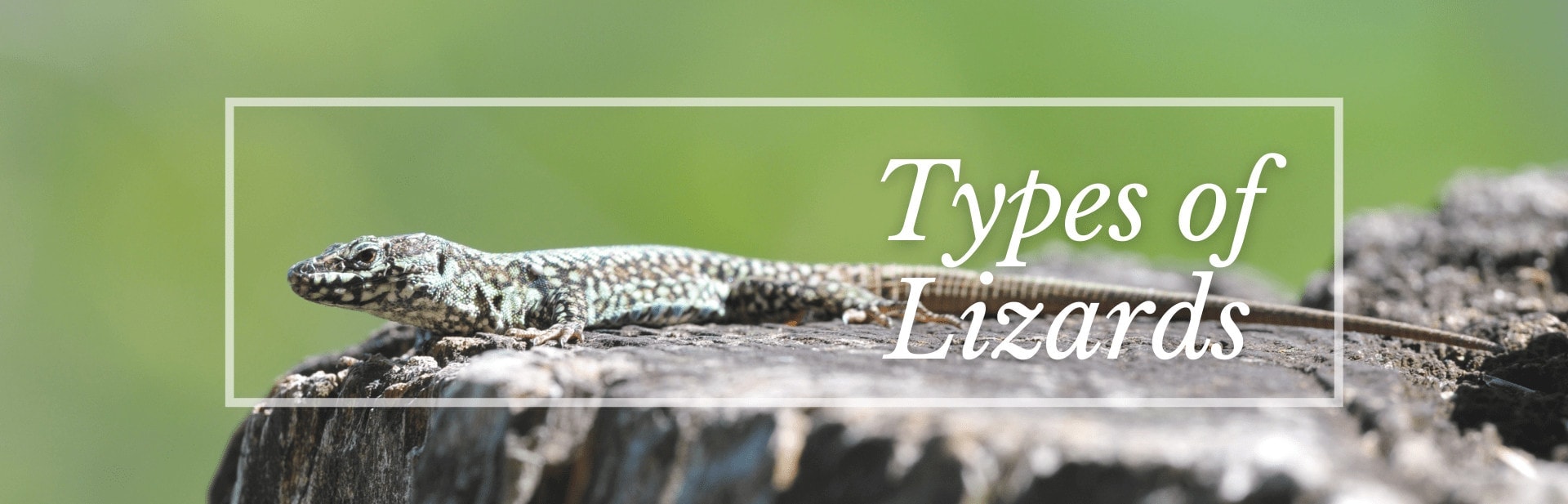 The 25 Most Amazing Types of Lizards (Names, Photos and More)