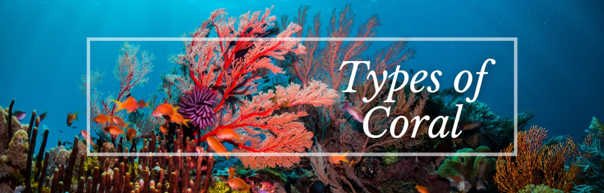 Types of corals featured image