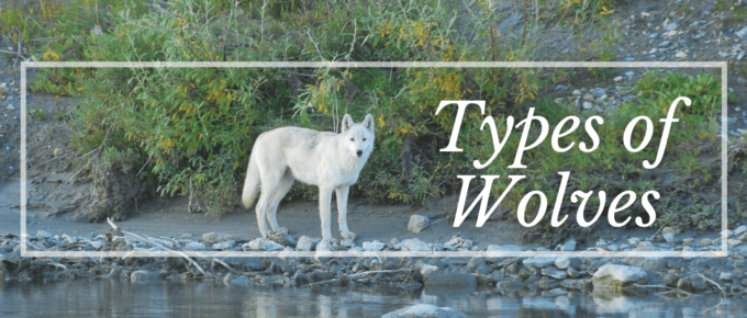 Types of wolves featured image