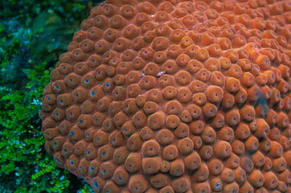  Great Star Coral (Montastraea cavernosa)