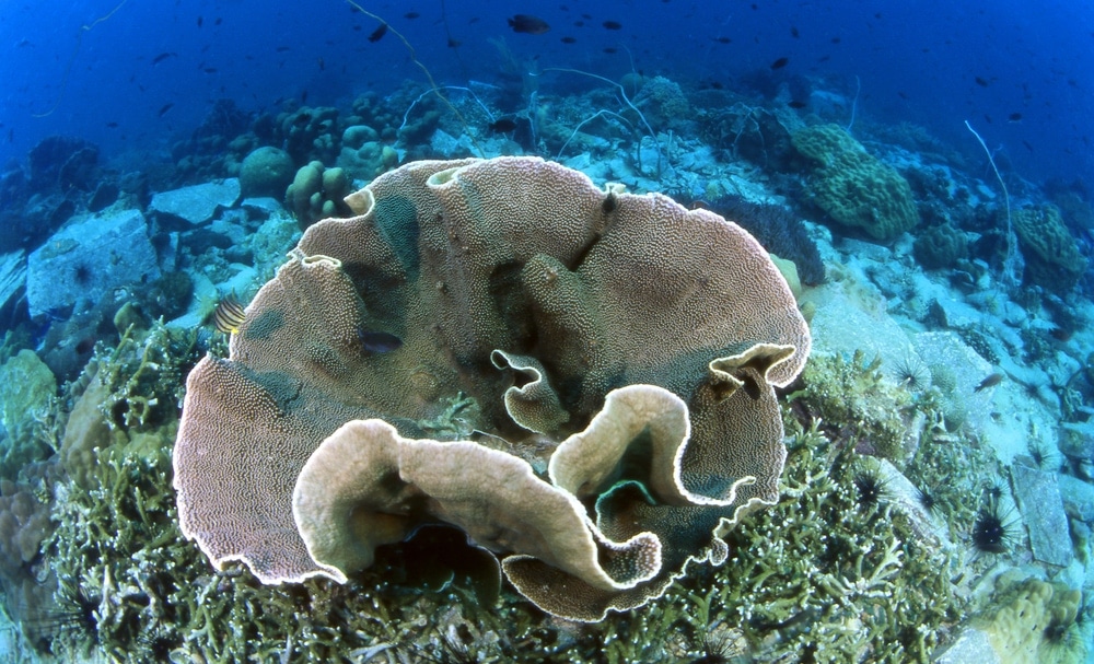 Lettuce Coral (Agaricia agaricites)