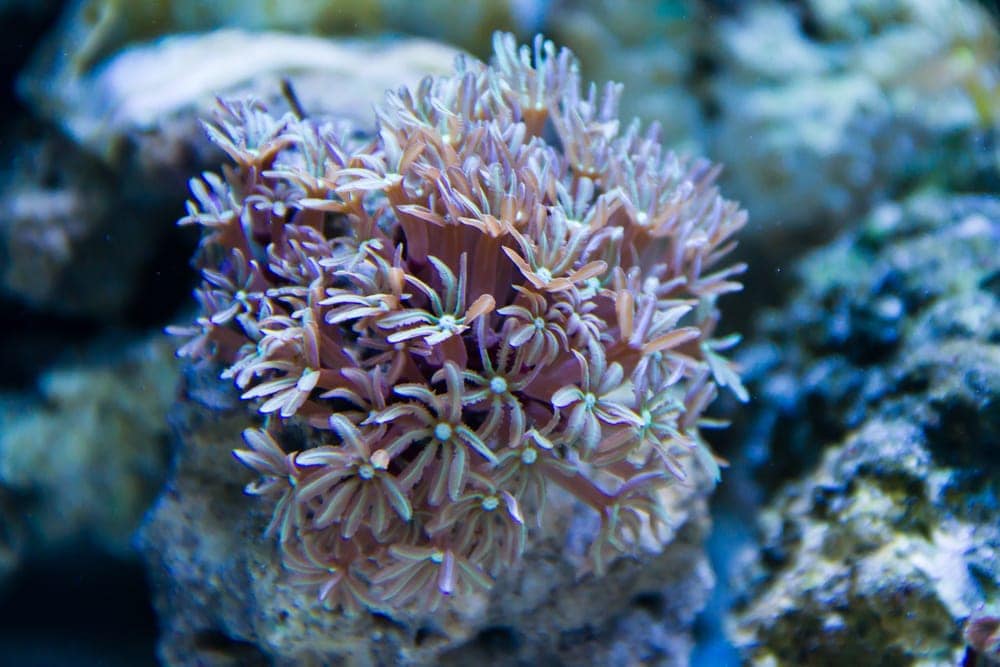 Organ Pipe Coral (Tubipora musica)