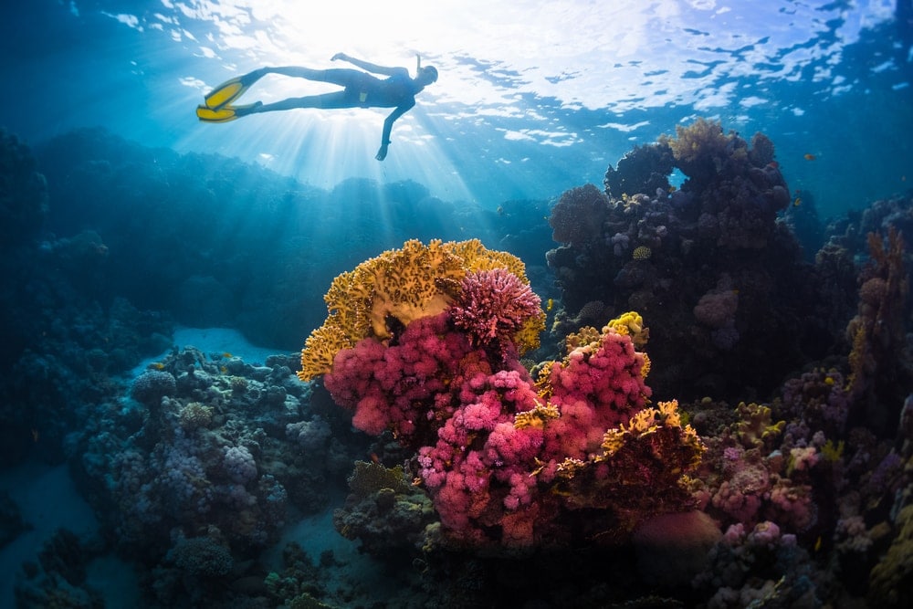 a diver swimming above corals