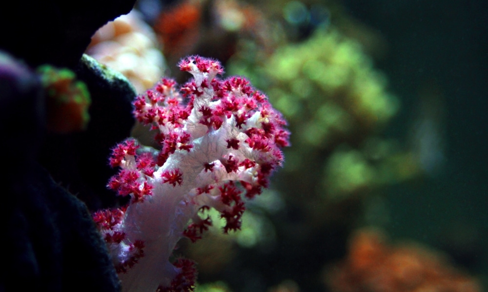 Carnation Coral (Dendronephthya)