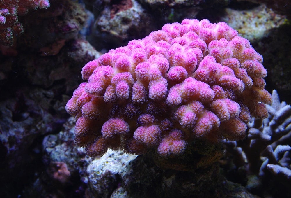 Smooth Cauliflower Coral (Stylophora pistillata)