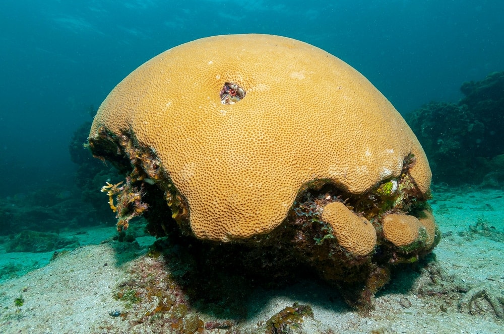 Massive Starlet Coral (Siderastrea siderea)