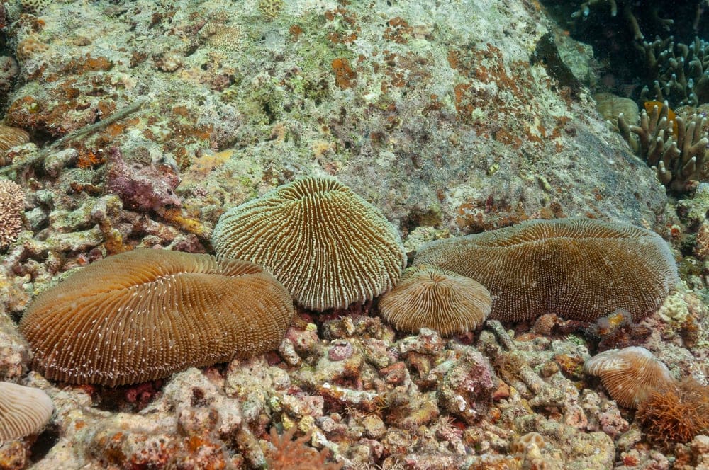 Common Mushroom Coral (Fungia fungites)