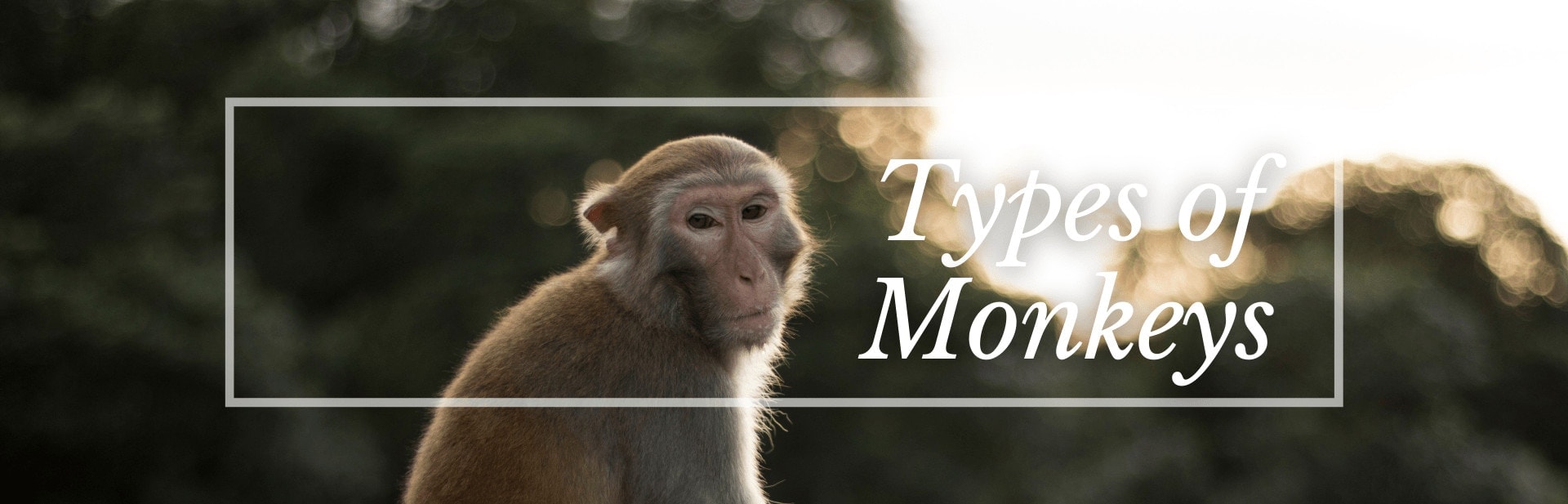 25 Remarkable Types of Monkeys (Names, Photos and More)